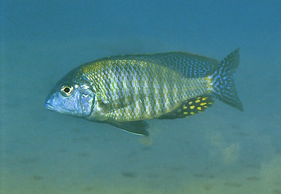 Taeniolethrinops sp. 'furcicauda ntekete' Ntekete